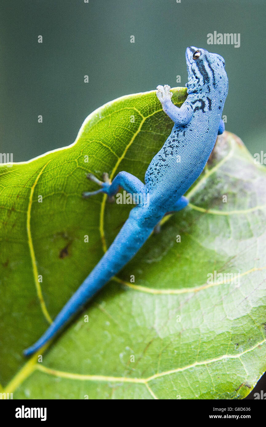 Electric blue gecko photocall Stock Photo Alamy