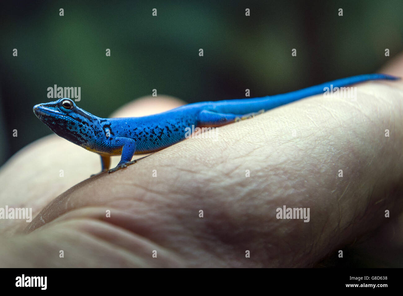 A critically endangered electric blue gecko sits on a keepers hand at Bristol Zoo, where one of around 165 of the rare breeds have been rescued and re-homed after they were smuggled into the country via Heathrow airport from Tanzania, believed to be destined for the pet trade. Stock Photo