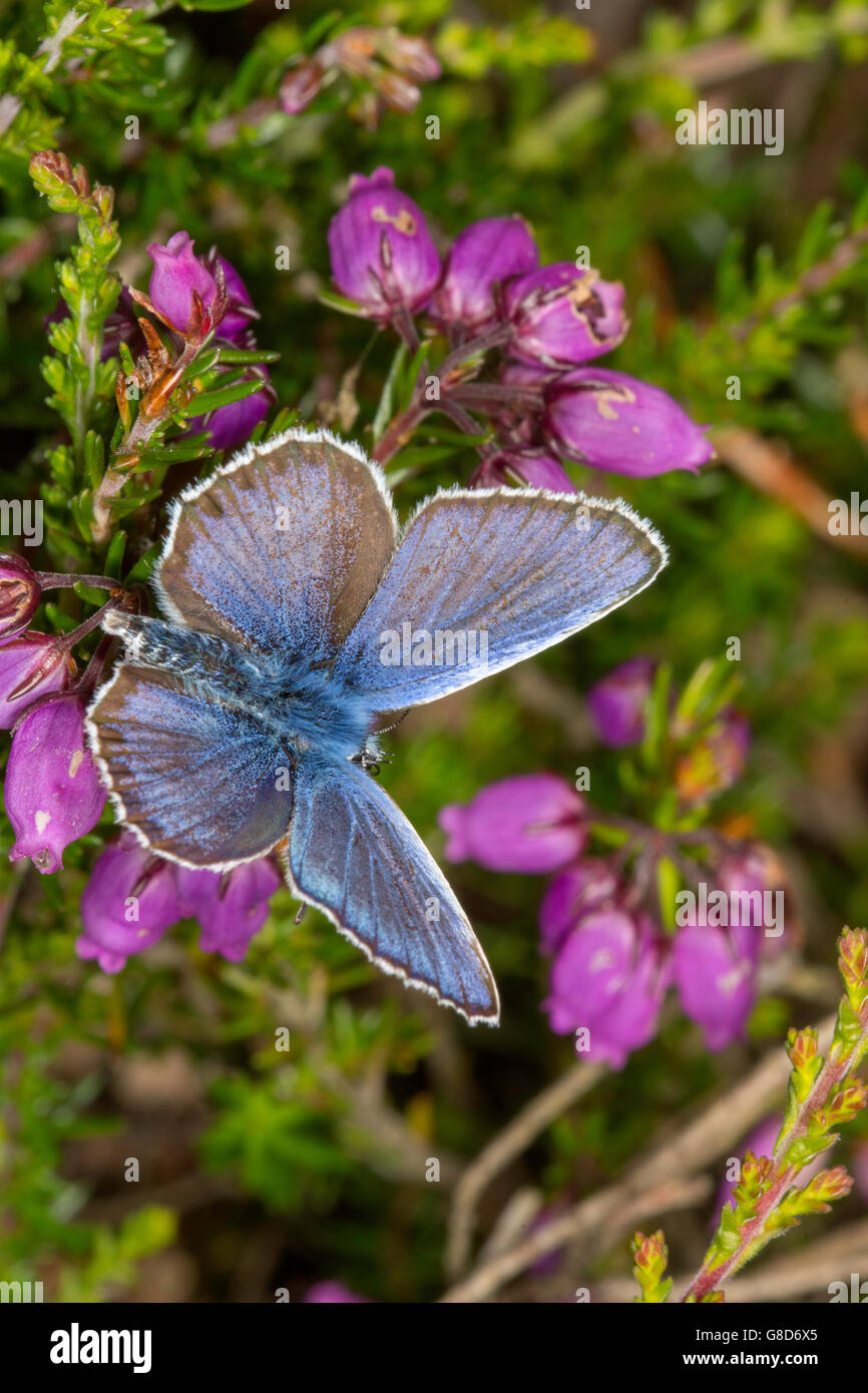 Male Silver studded Blue Butterfly on heather plant. Stock Photo