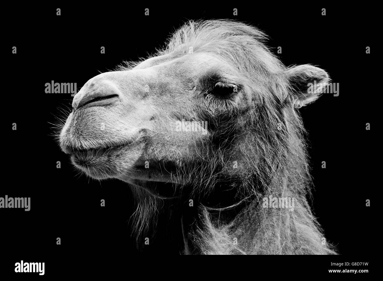 Bactrian camel (Camelus bactrianus) portrait Stock Photo