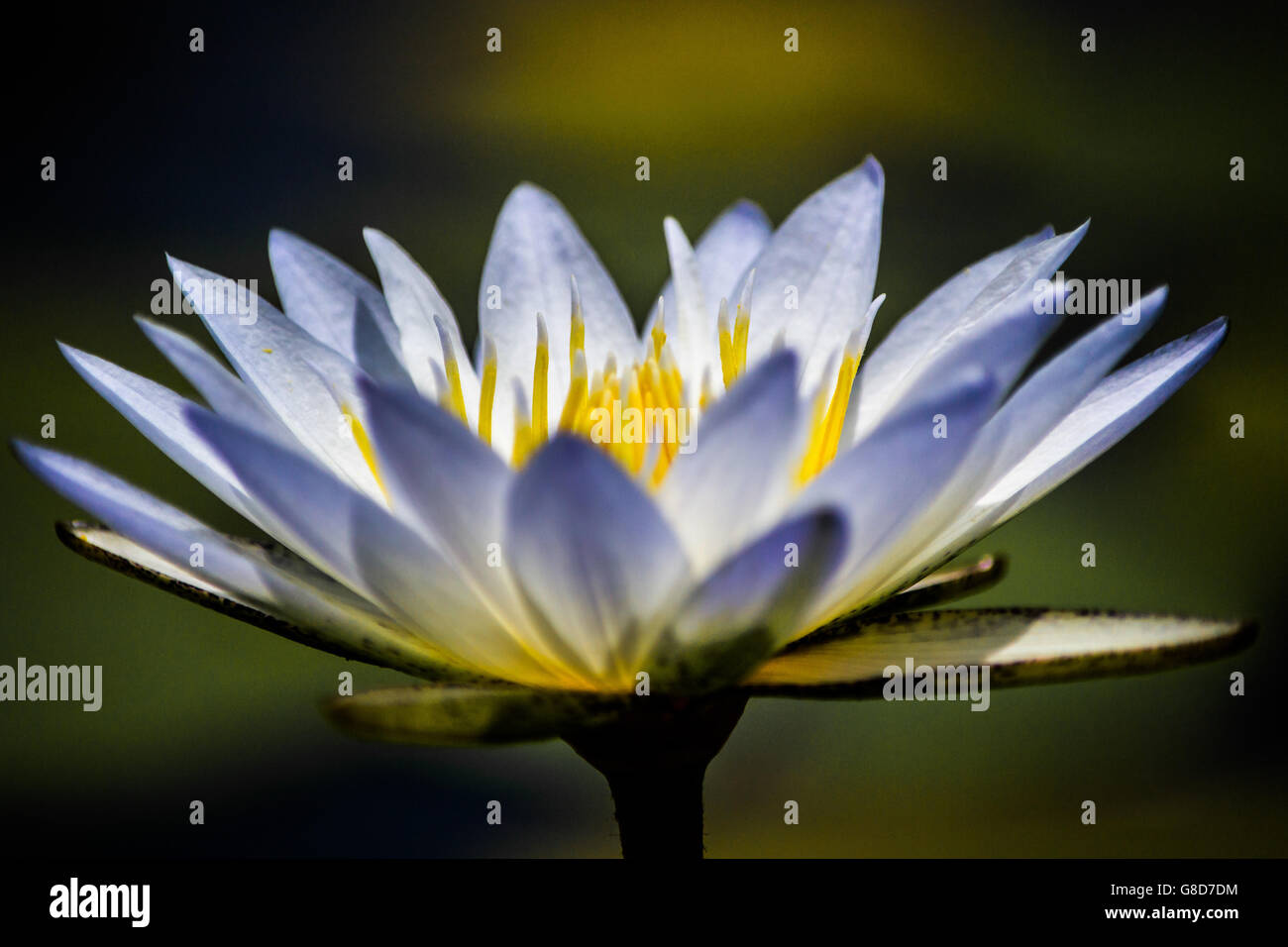Beautiful Water Lily flower close up Stock Photo - Alamy