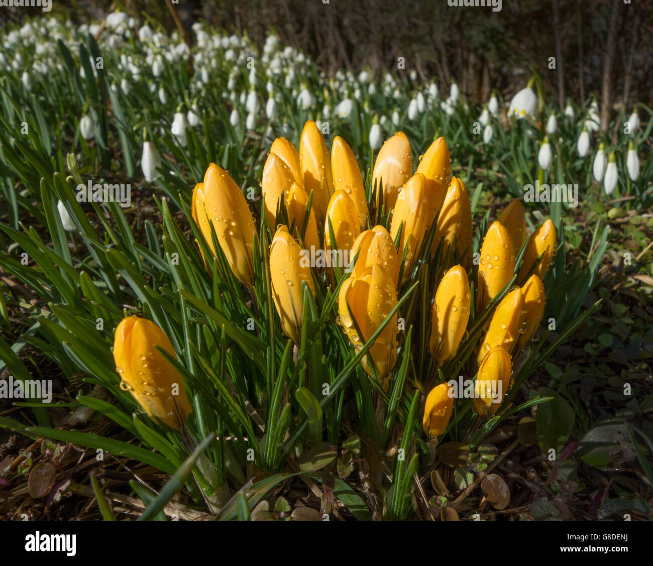 Yellow crocuses with waterdrops Stock Photo