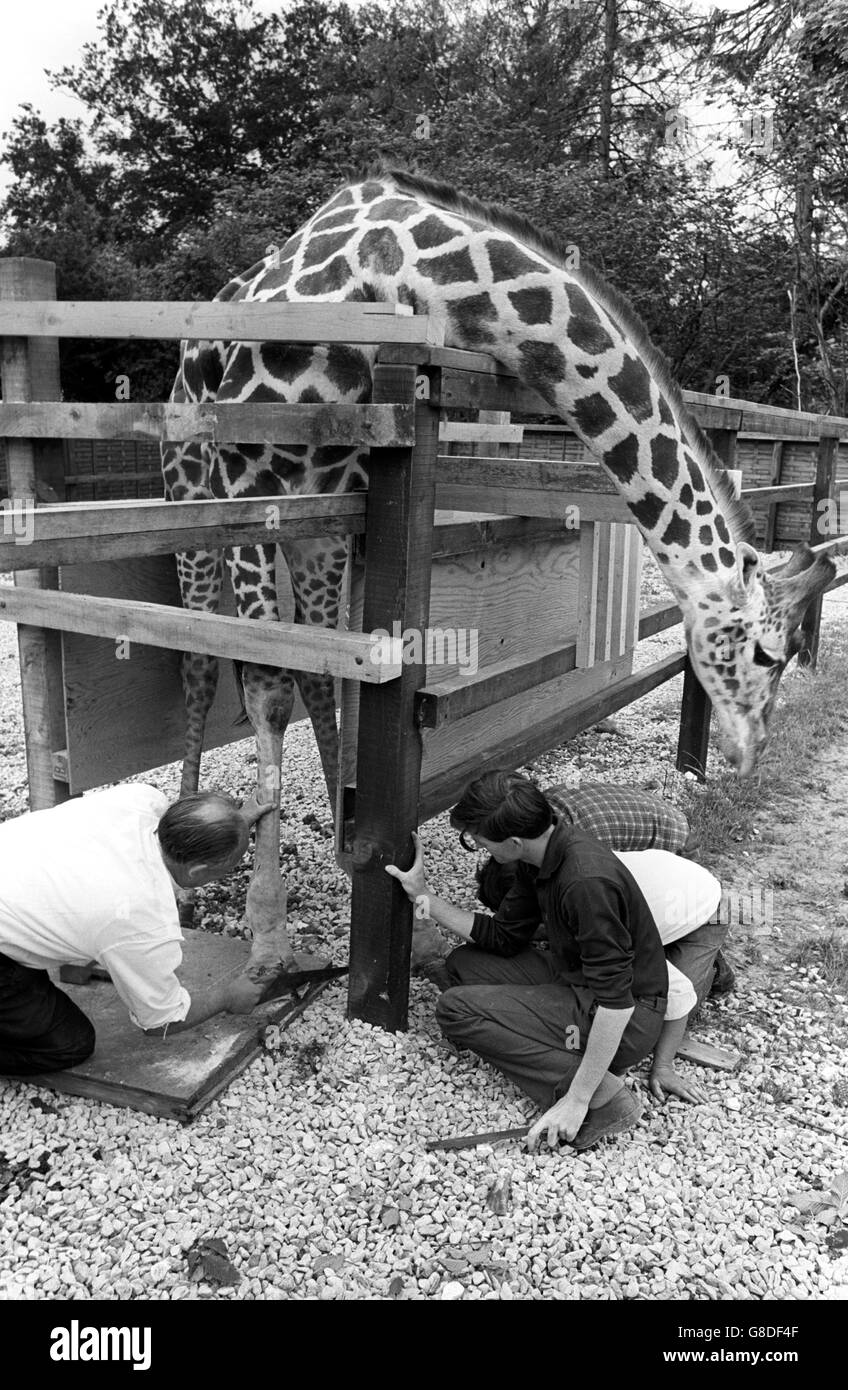 Malton yorkshire animals hires stock photography and images Alamy