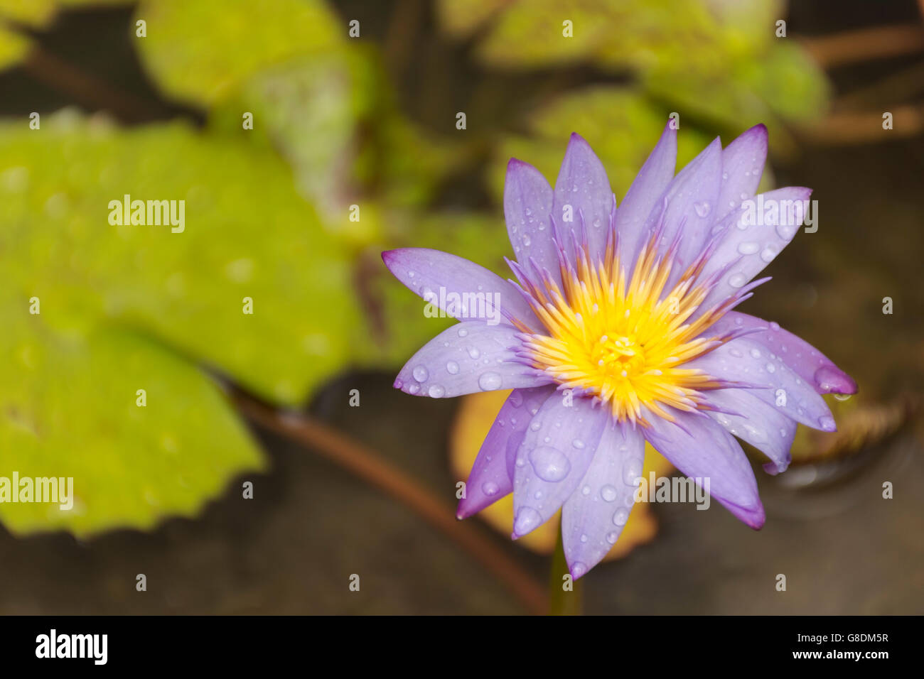 Lotus violet and background leaf in water suitable for background flower and nature and beautiful. Stock Photo