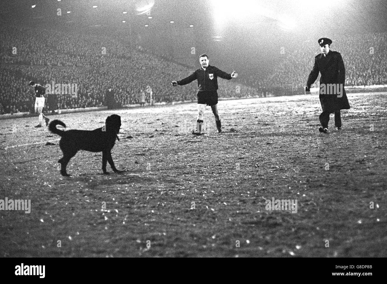 Referee G Schaulenberg and a police officer approach a dog that was holding up play in the Inter-Cities Fairs match between Leeds United and Ujpest Dozsa at Elland Road in Leeds. Stock Photo