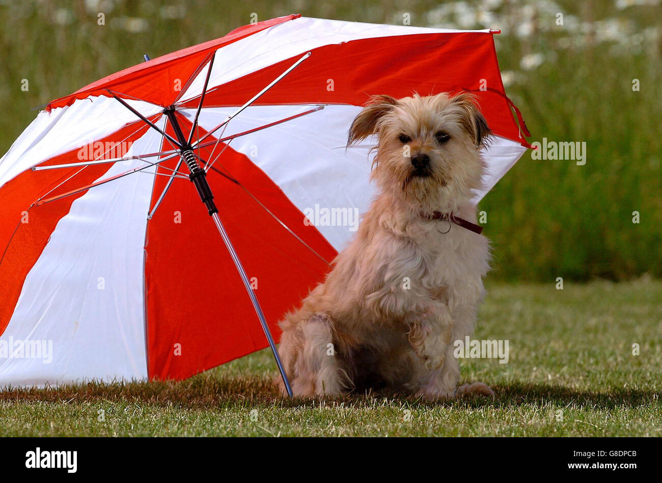 Norfolk Terrier Umbrella Norfolk Terrier Umbrella