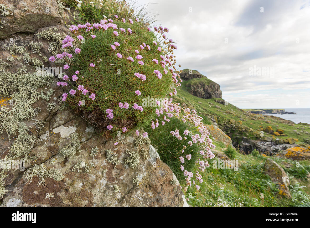 Thrift, or Sea Pink, Armeria maritima, Lunga, Treshnish Islands, Mull, Scotland, in June Stock Photo