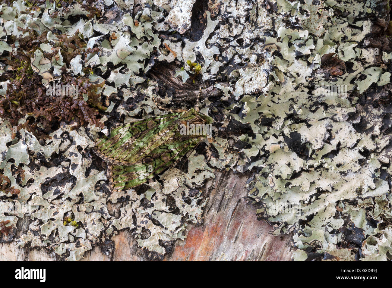 Green Arches Moth, Anaplectoides prasina, camouflaged on lichen. Scotland, UK Stock Photo