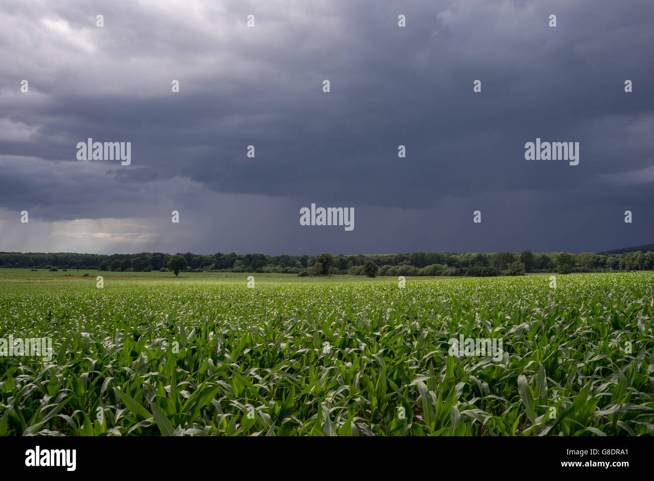 Stormy sky over fields of growing cereals in June Lower Silesia Poland Stock Photo