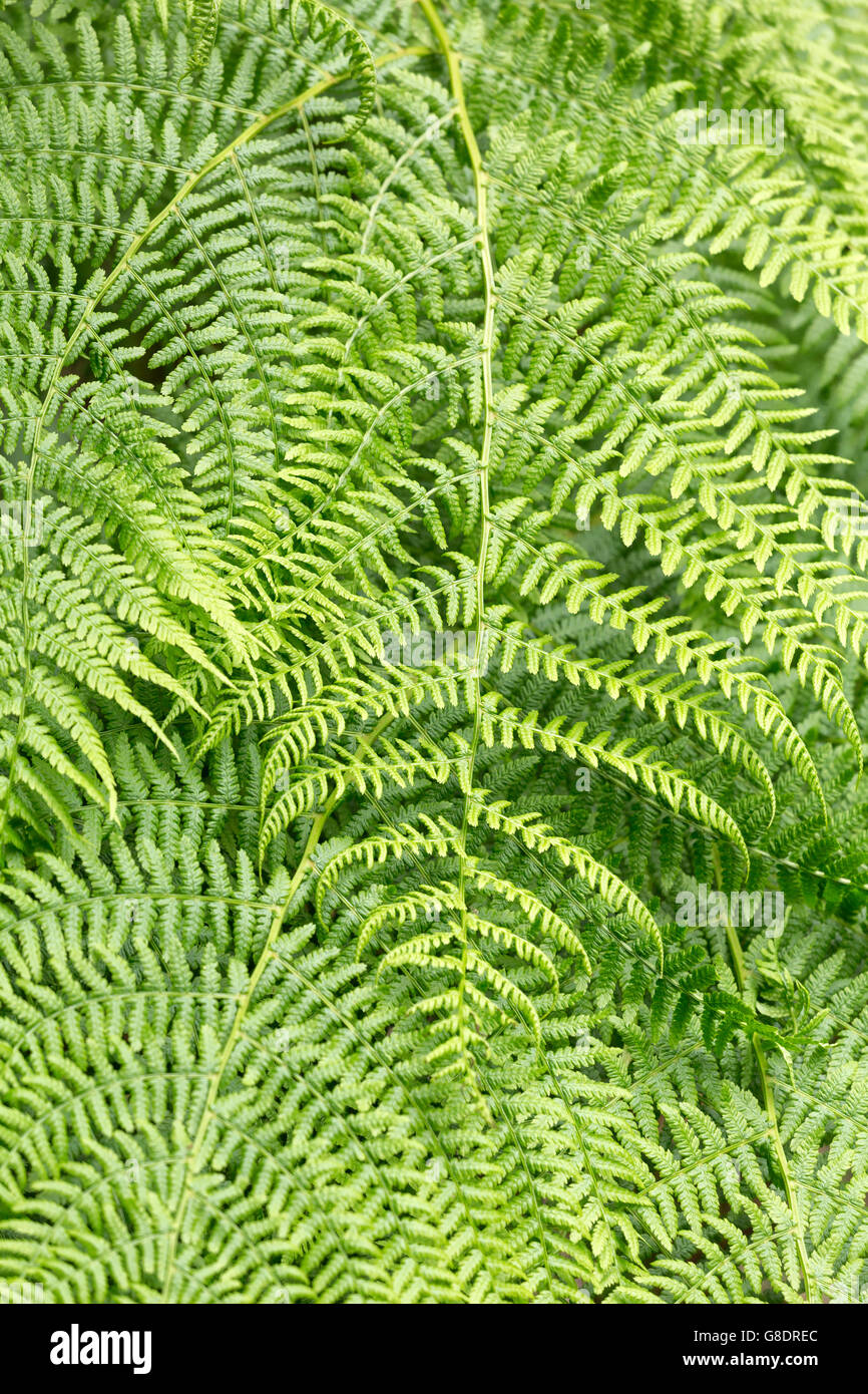 Fern patterns Stock Photo
