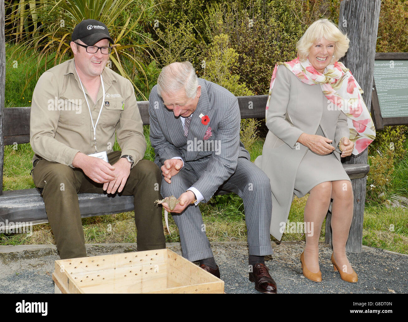 The Prince of Wales holds a reptile as the Duchess of Cornwall giggles with delight, after a large bee landed between his legs and disappeared up inside his jacket, during a visit to the Orokonui ecosanctuary outside the city of Dunedin on the south island of New Zealand. l Stock Photo