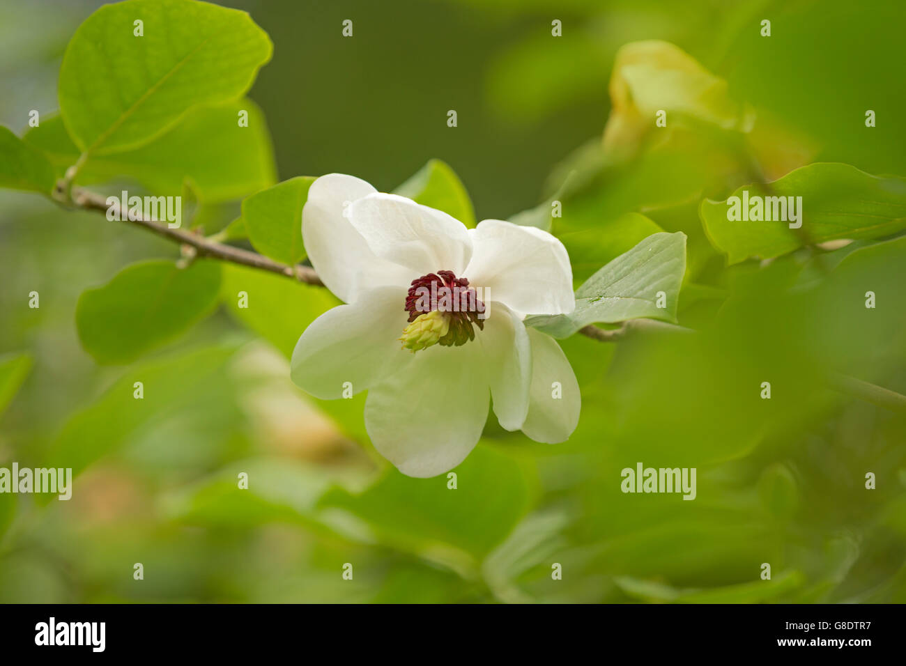 White Magnolia flower Stock Photo Alamy