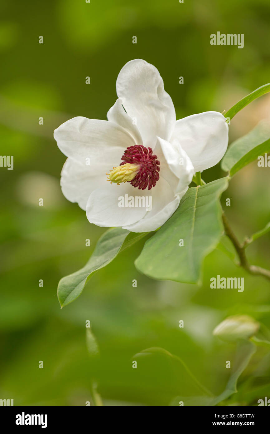White Magnolia flower Stock Photo Alamy