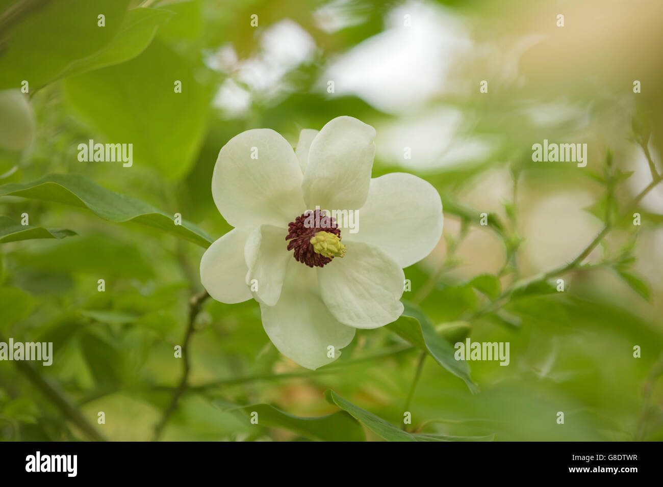 White Magnolia flower Stock Photo Alamy