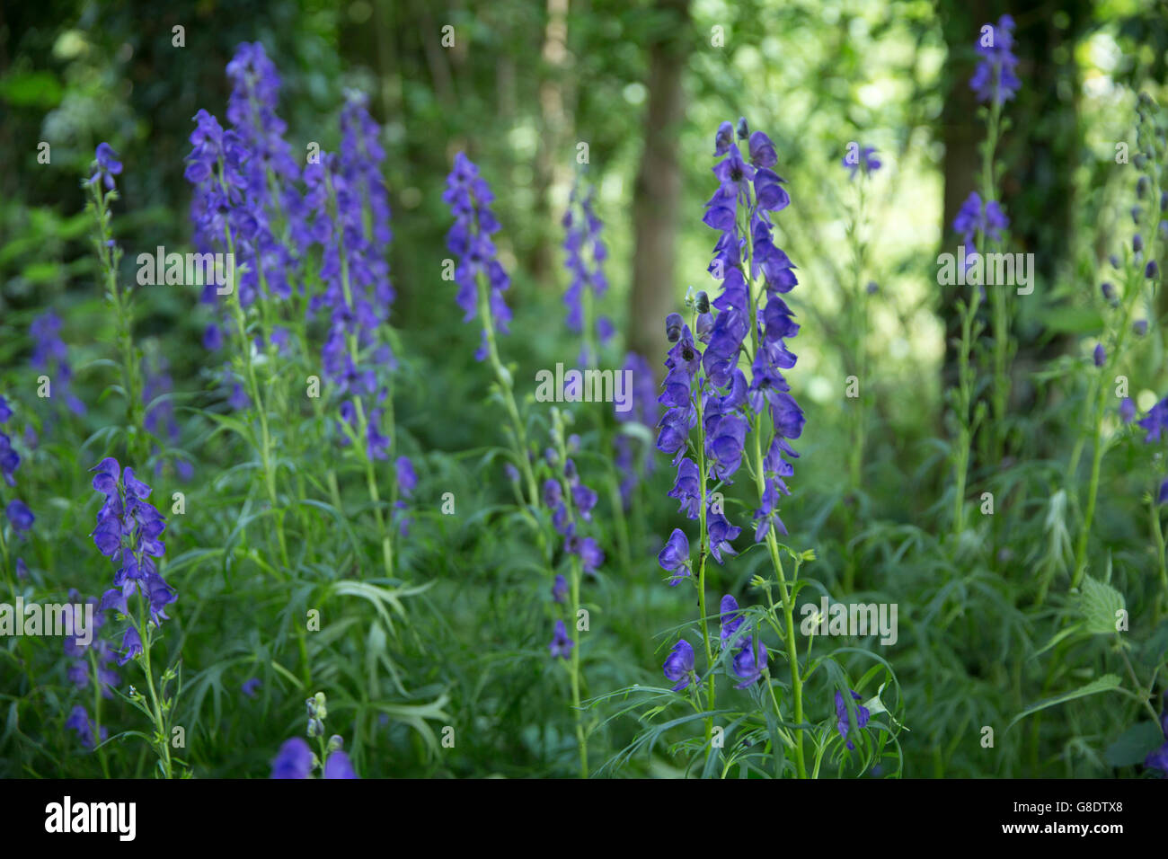 flowers in cottage garden Stock Photo - Alamy