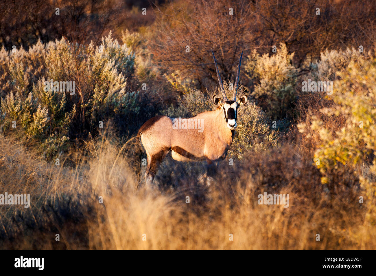 A Southern Oryx stands stands among tall dry grass in Namibia Stock Photo