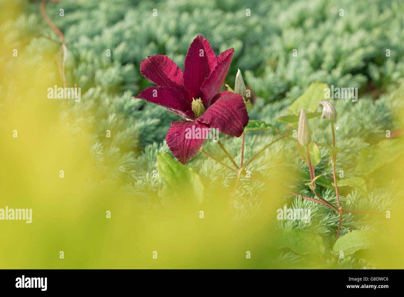 Burgundy Clematis flower Stock Photo Alamy