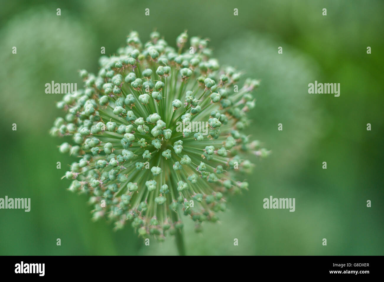 Giant garlic seed head close up Allium giganteum 'Gladiator' Stock