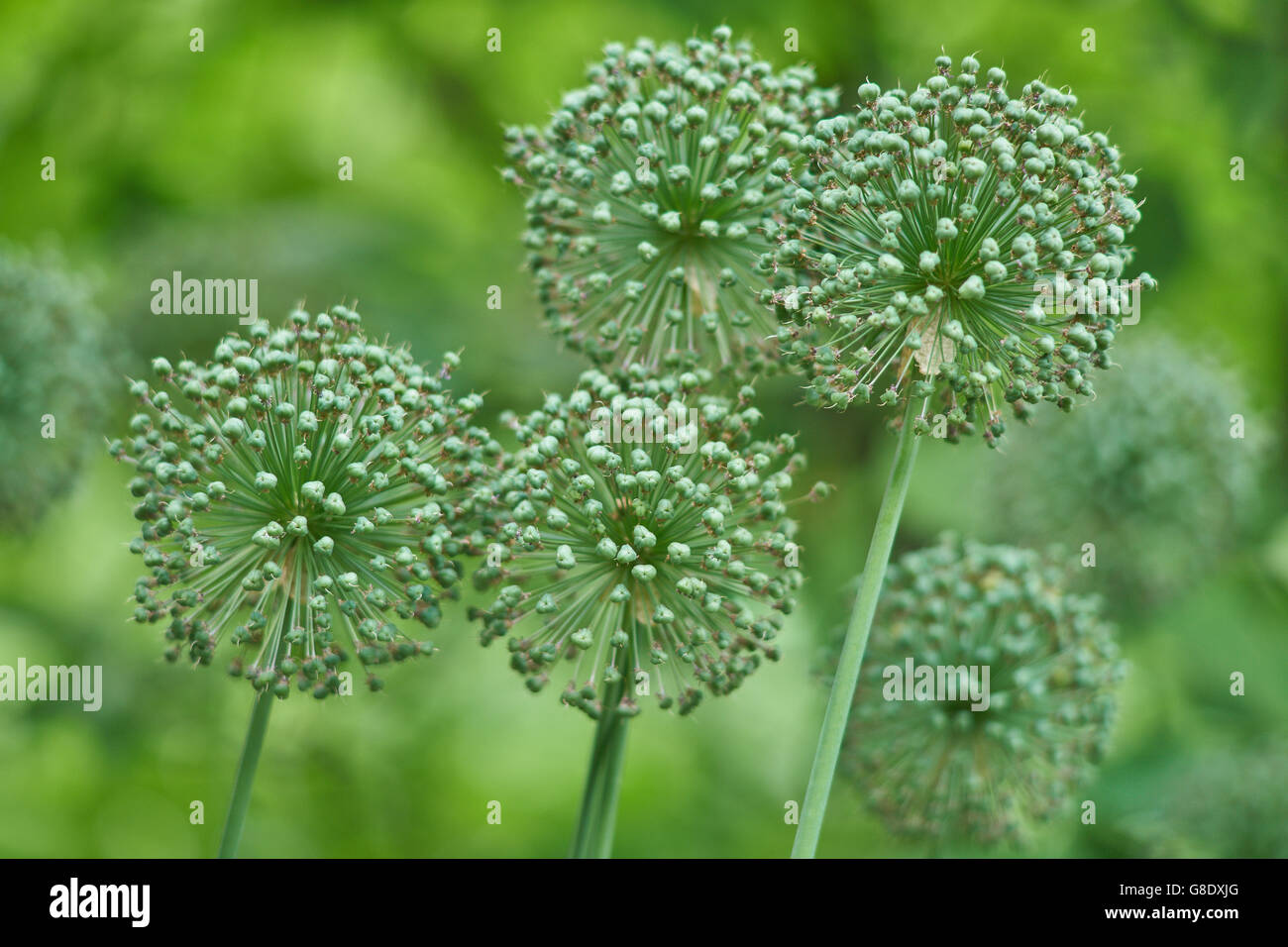 Allium seed heads hires stock photography and images Alamy