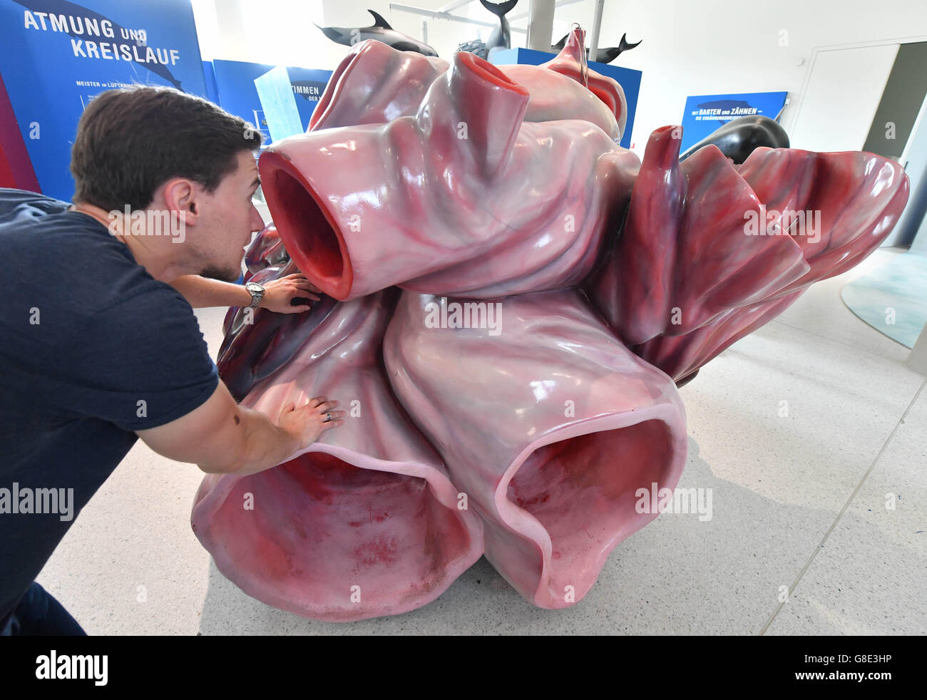 Karlsruhe, Germany. 28th June, 2016. A model of the heart of a blue whale on a scale of 3:1 can be seen at the Public Museum for Natural Science in Karlsruhe, Germany, 28 June 2016. The exhibition 'Wale - Riesen der Meere' (lit. 'Whales - Giants of the Sea') is open from 30 June 2016 until 29 January 2017 at the museum. PHOTO: ULI DECK/dpa/Alamy Live News Stock Photo