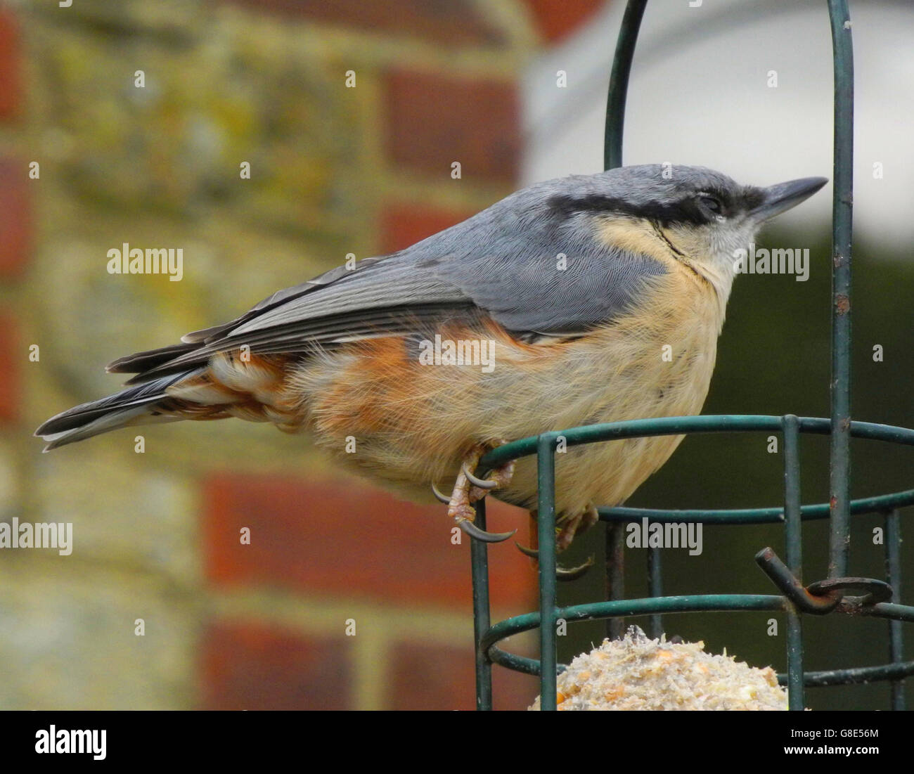 Petworth, Sussex, UK. 29th June, 2016. A healthy hatching record for one of our more exotic garden birds has kept them on the Green List for birds whose population is not endangered. This tiny Nuthatch (Sitta europaea) chick was making one of its first visits to a garden birdtable near Petworth in Sussex. Credit:  David Cole/Alamy Live News Stock Photo