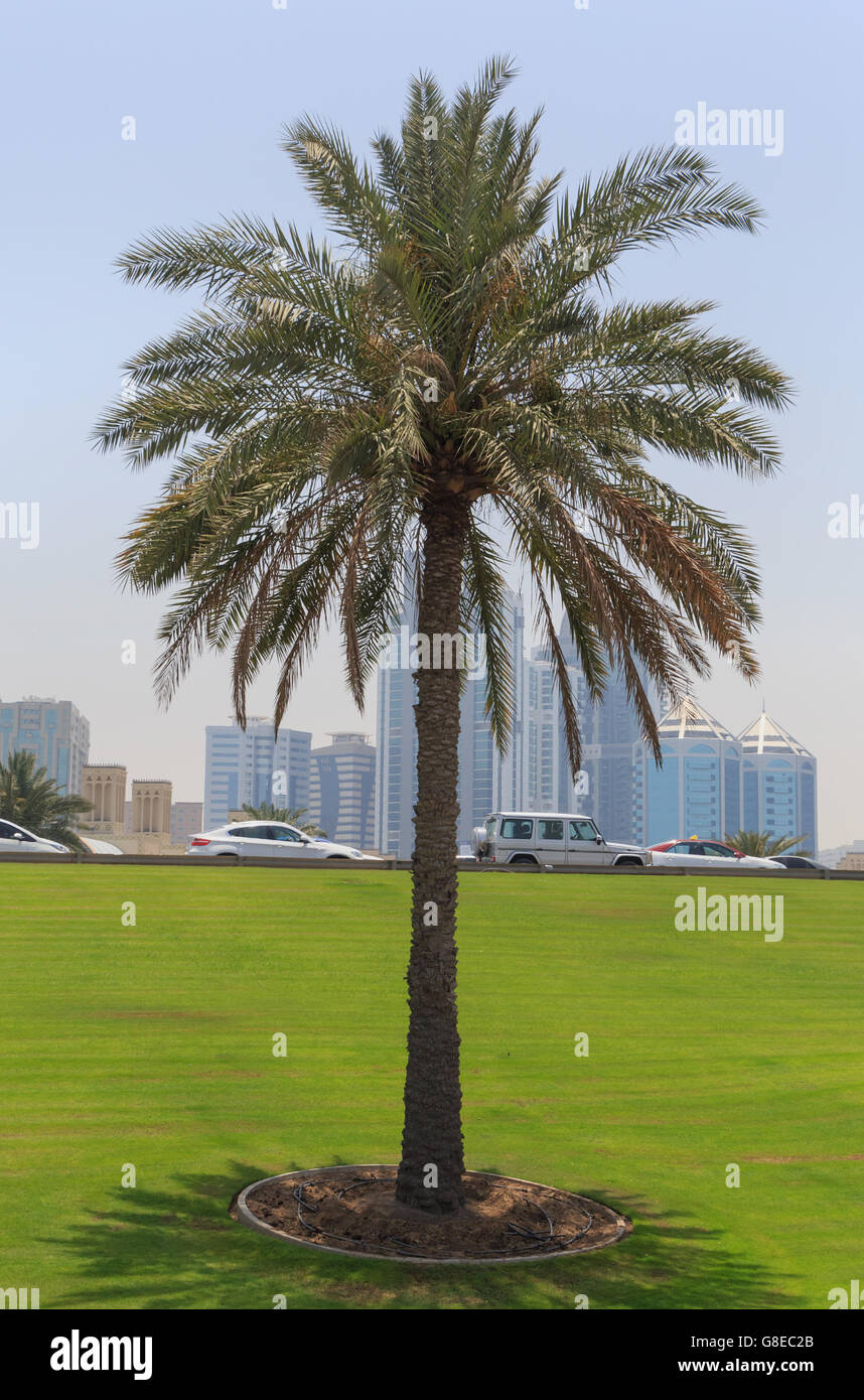 palm tree at road in Sharjah, UAE Stock Photo Alamy