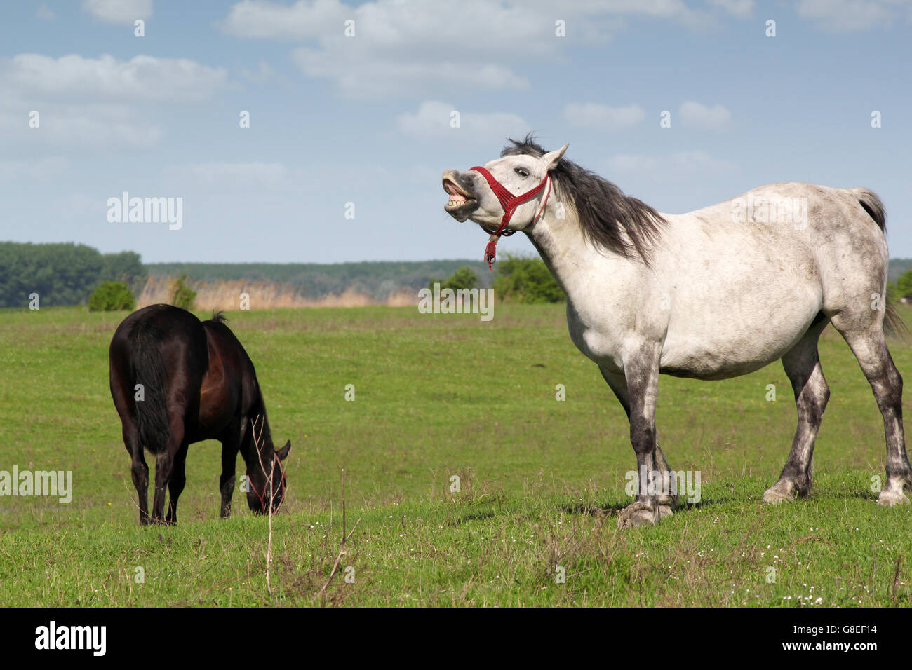 white horse neigh Stock Photo Alamy