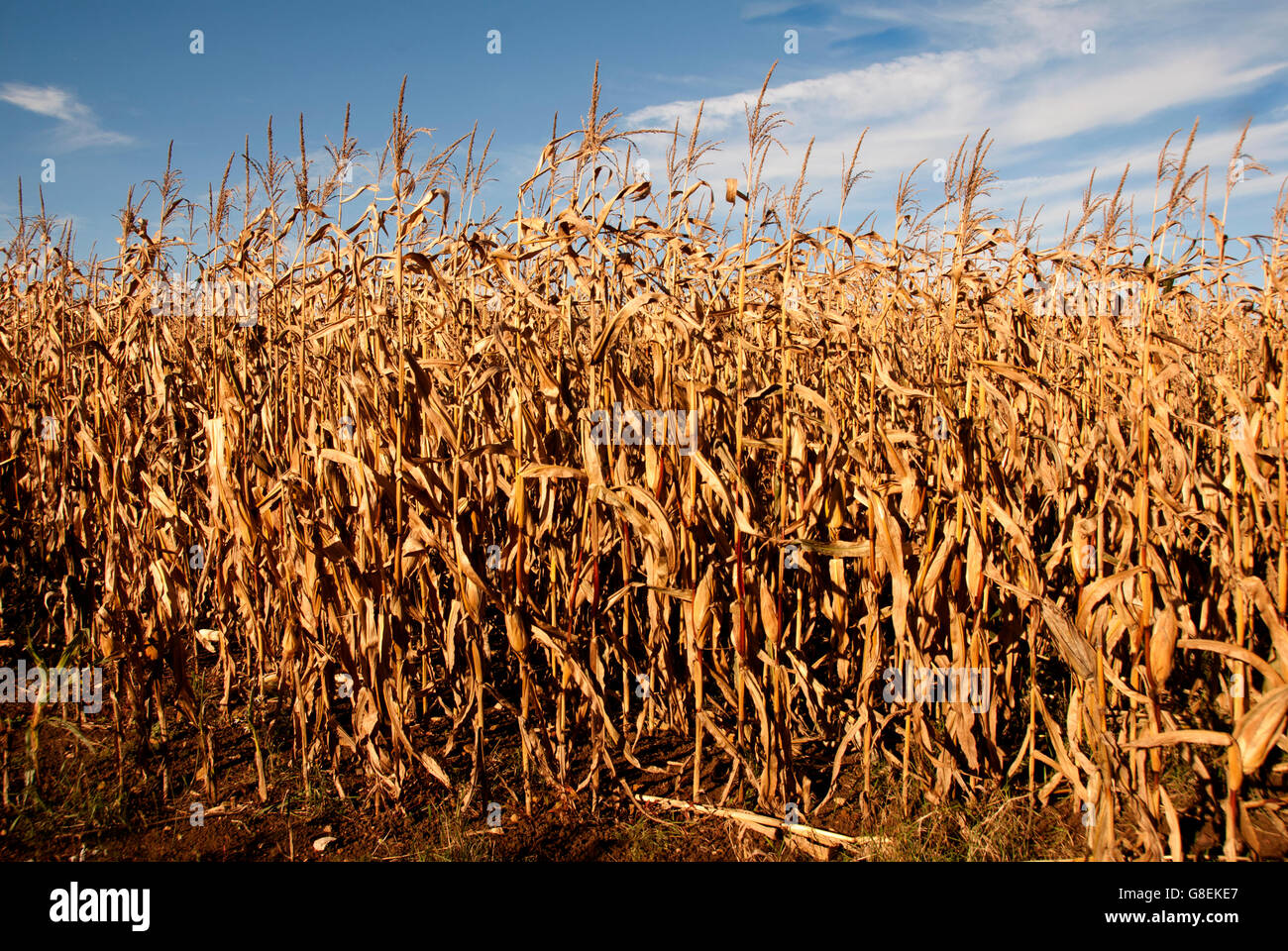 Corn fie Stock Photo