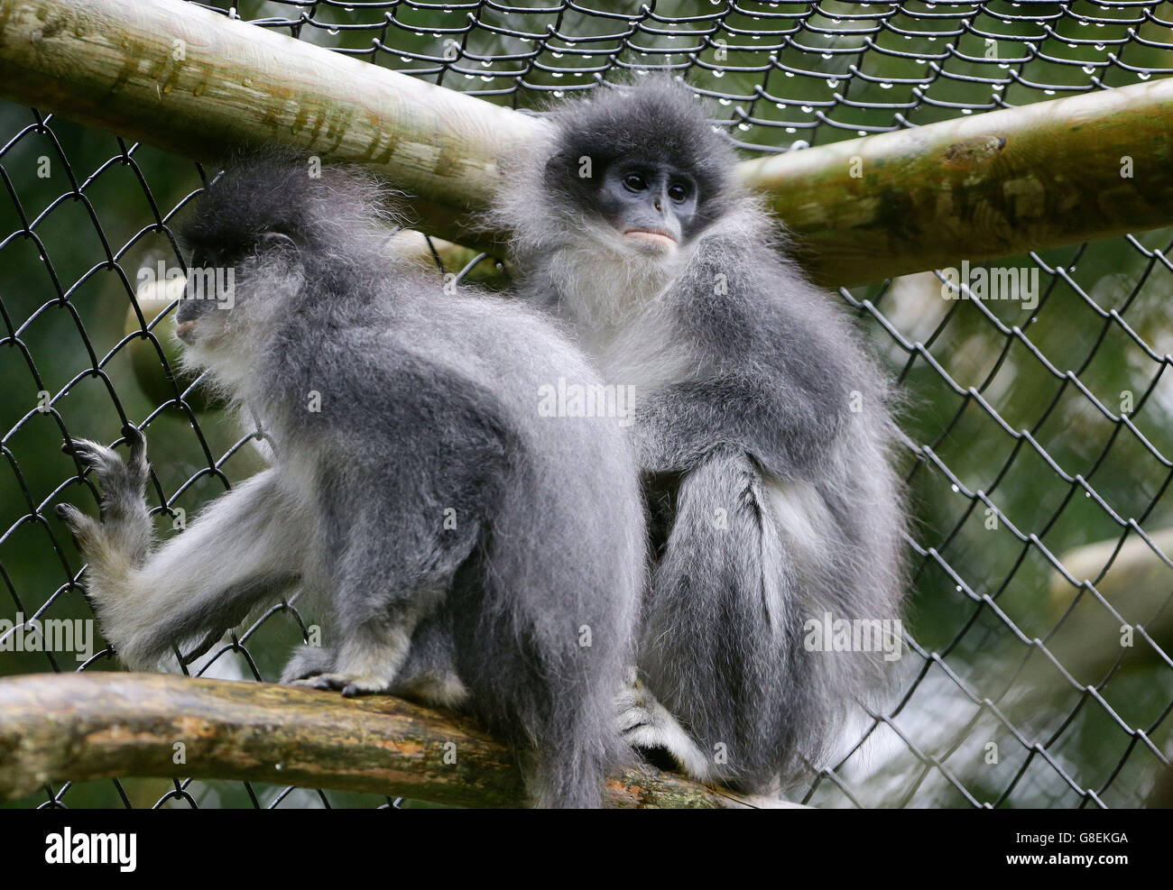 Grizzled leaf monkeys fly to Indonesia Stock Photo - Alamy