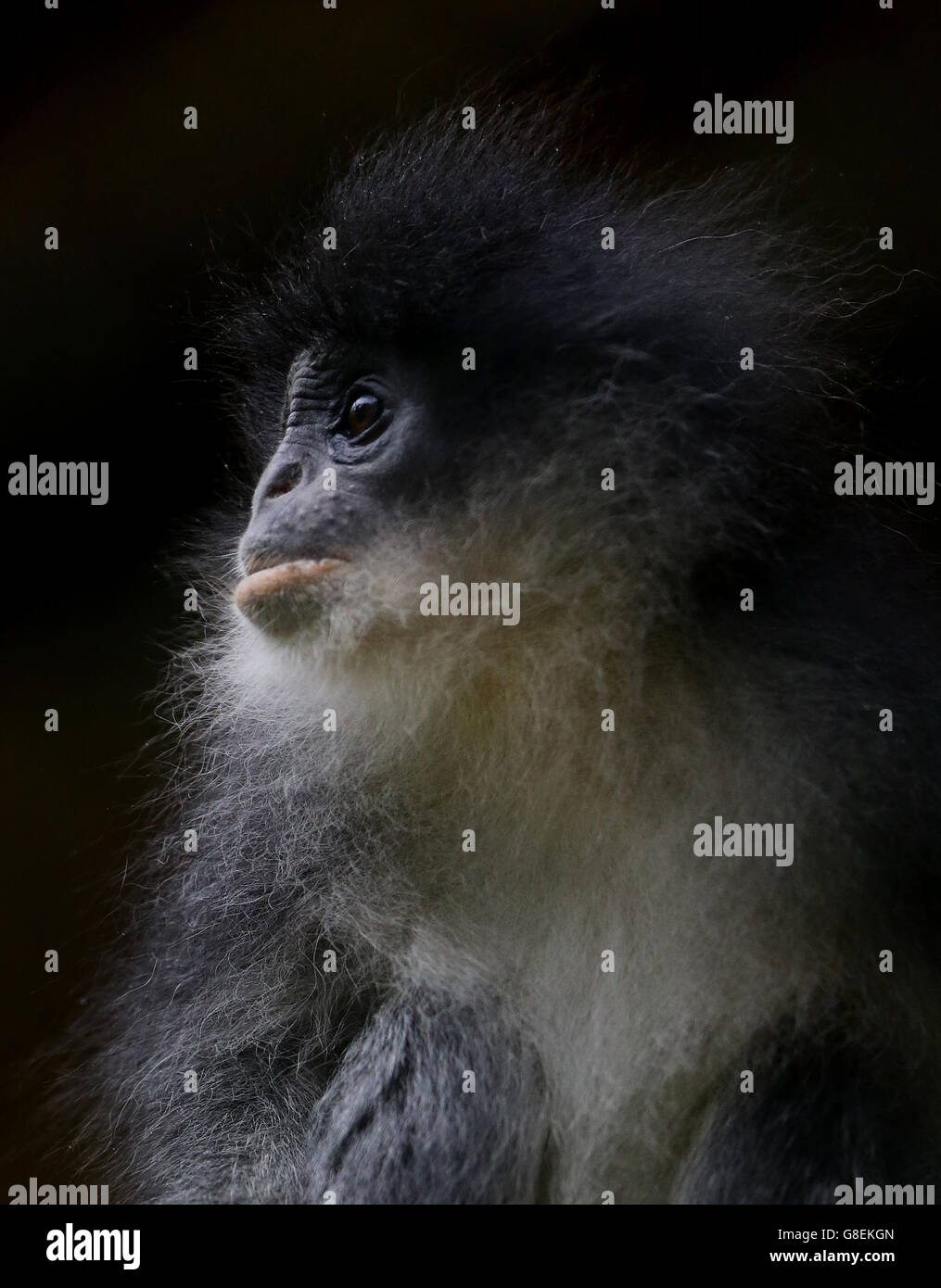 Grizzled leaf monkeys fly to Indonesia Stock Photo - Alamy