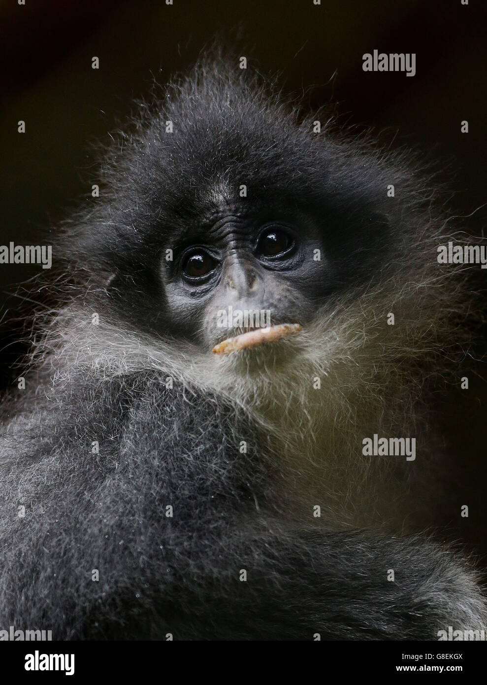 Grizzled leaf monkeys fly to Indonesia Stock Photo - Alamy