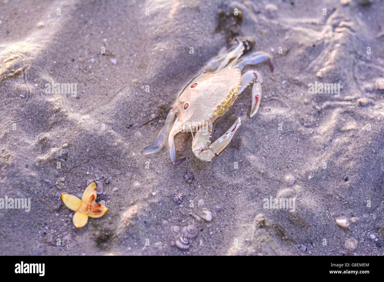 Three spot swimming crab on the beach, Portunus sanguinolentus Stock Photo