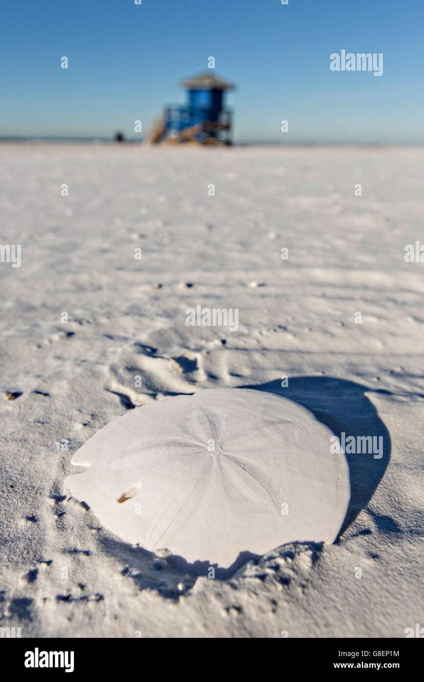 A sand dollar on Siesta Key beach along the Gulf of Mexico in Sarasota, Florida Stock Photo Alamy