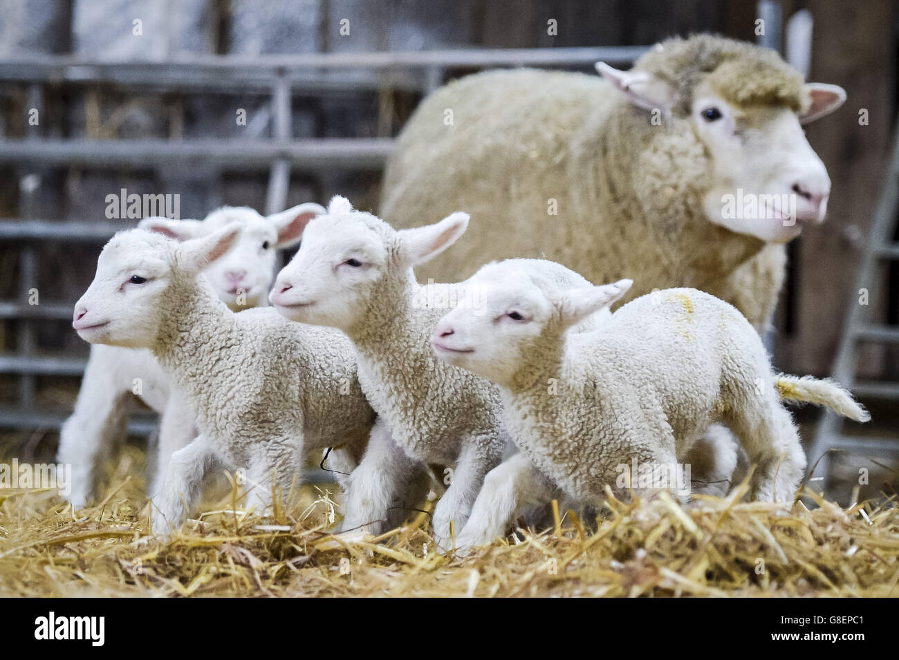 Newborn quad lambs gather around their mother at Olde House, Cornwall, where mild weather has helped facilitate early lambing at the farm. Stock Photo