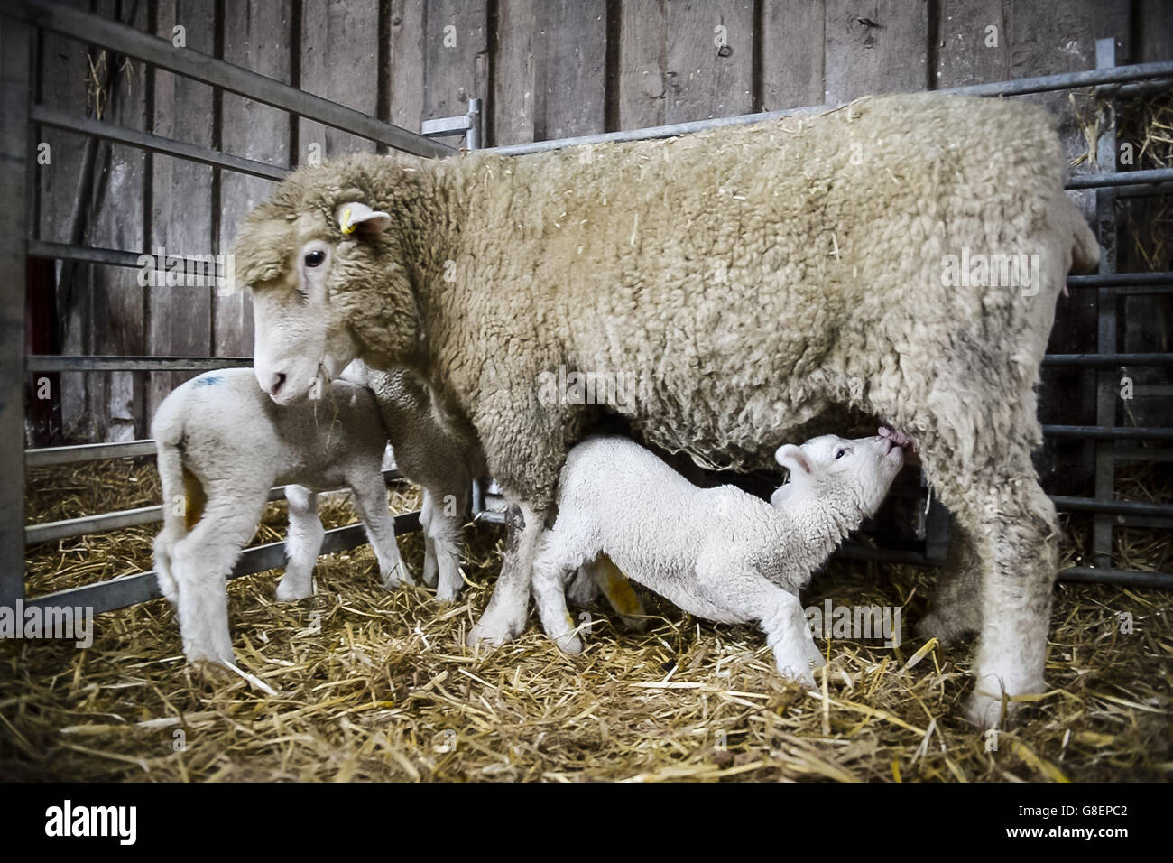 Newborn quad lambs Stock Photo