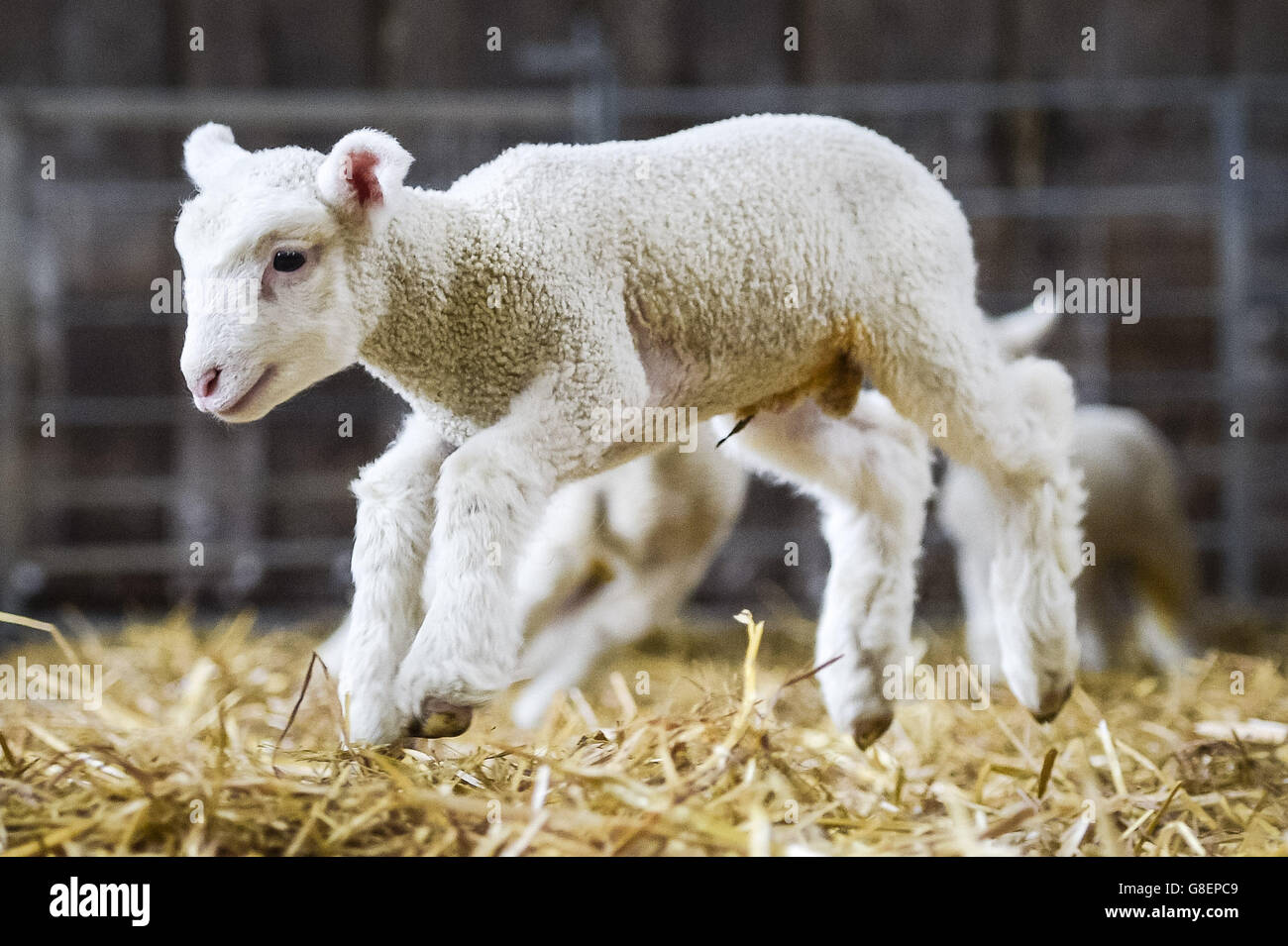 A week old lamb springs into the air as newborn quad lambs were born at Olde House, Cornwall, where mild weather has helped facilitate early lambing at the farm. Stock Photo