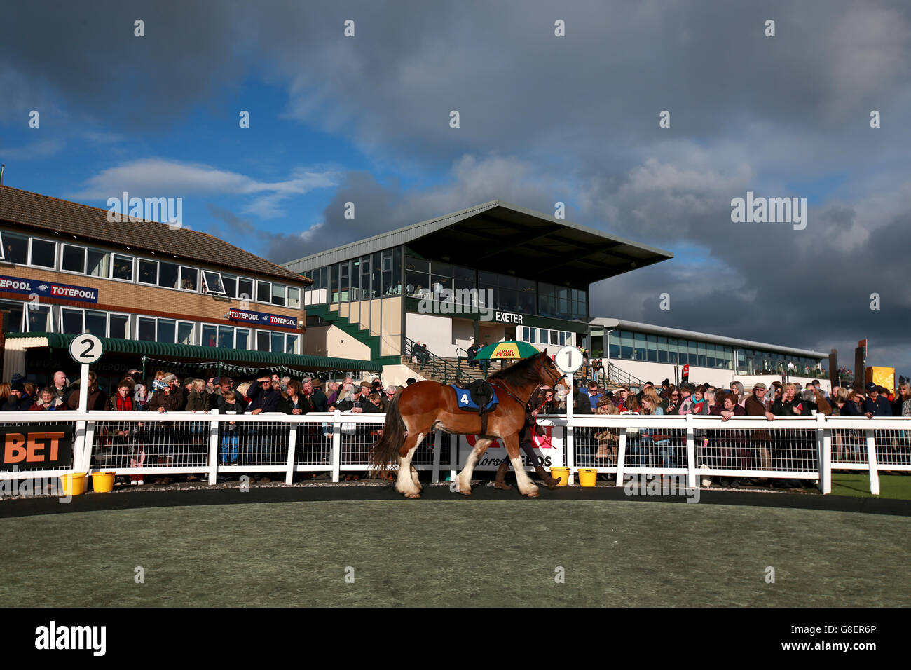 Clydesdale race horses are paraded for the crowds before the Exeter