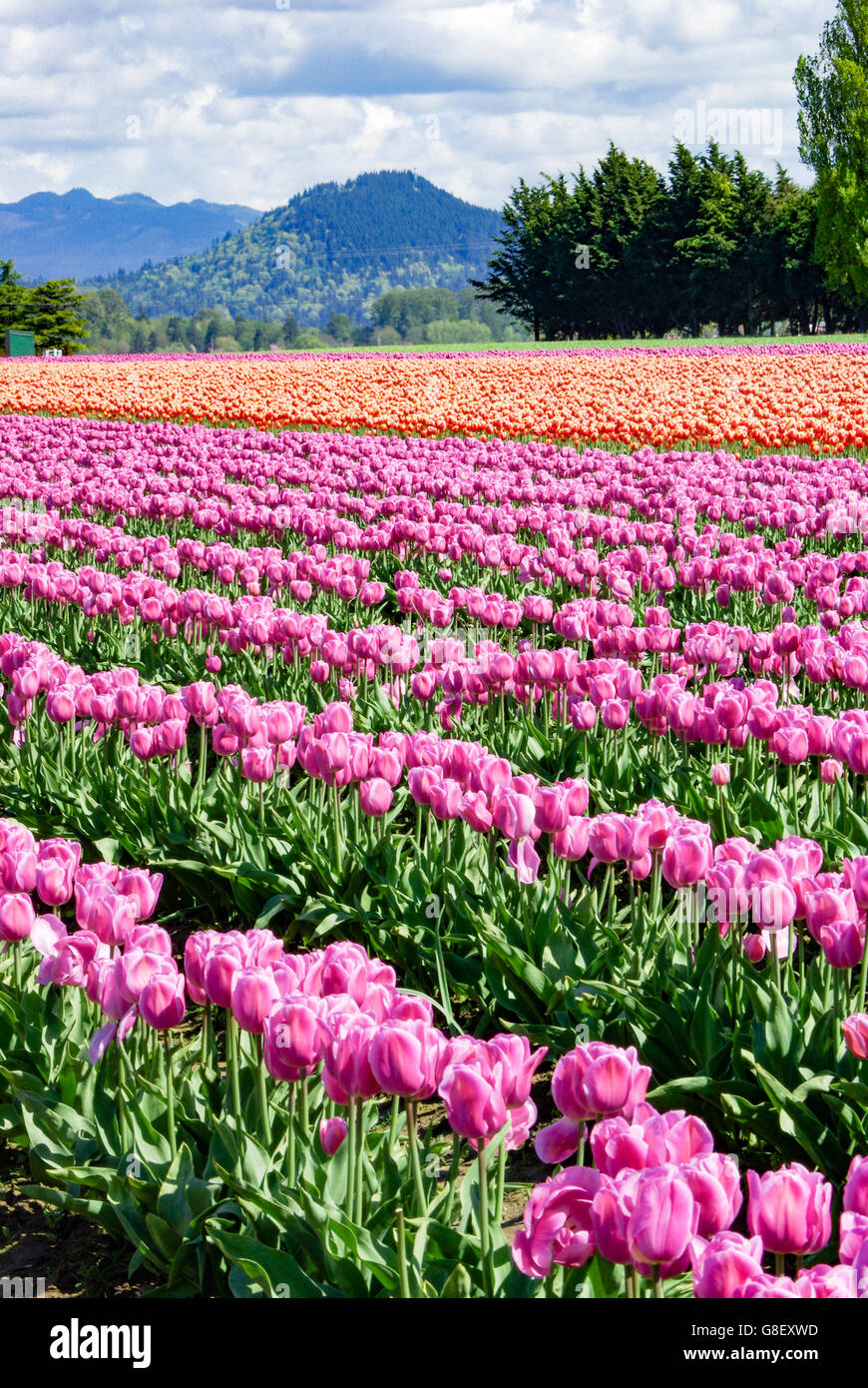 Washington tulip field hires stock photography and images Alamy