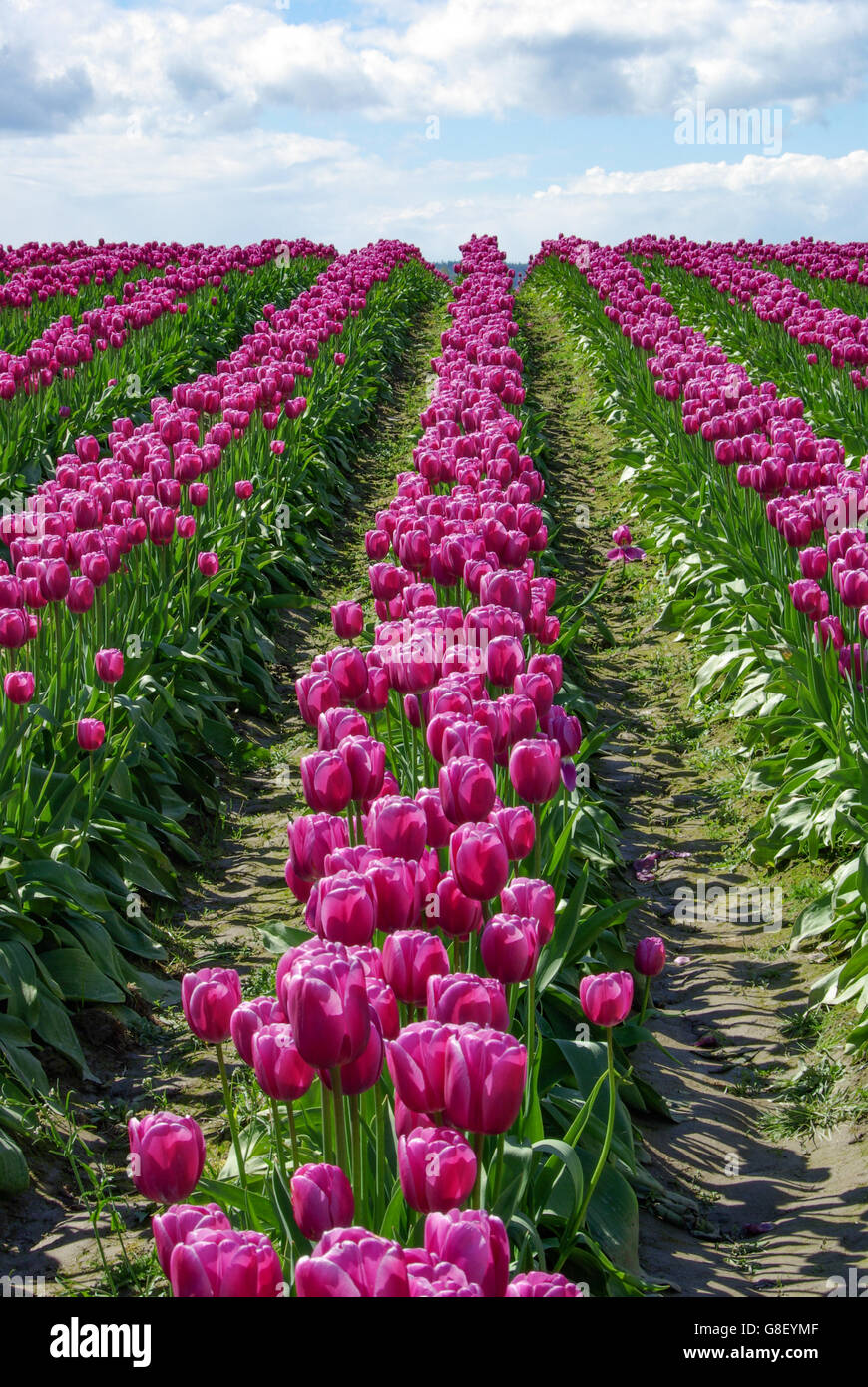 Tulip field in Skagit Valley, Washington in spring Stock Photo Alamy