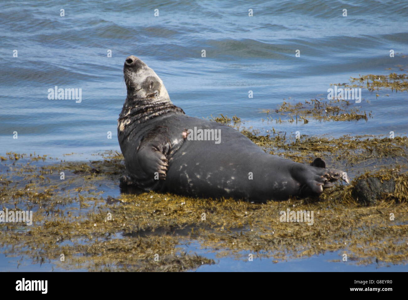 A grey seal on Bardsey Island, North Wales Stock Photo