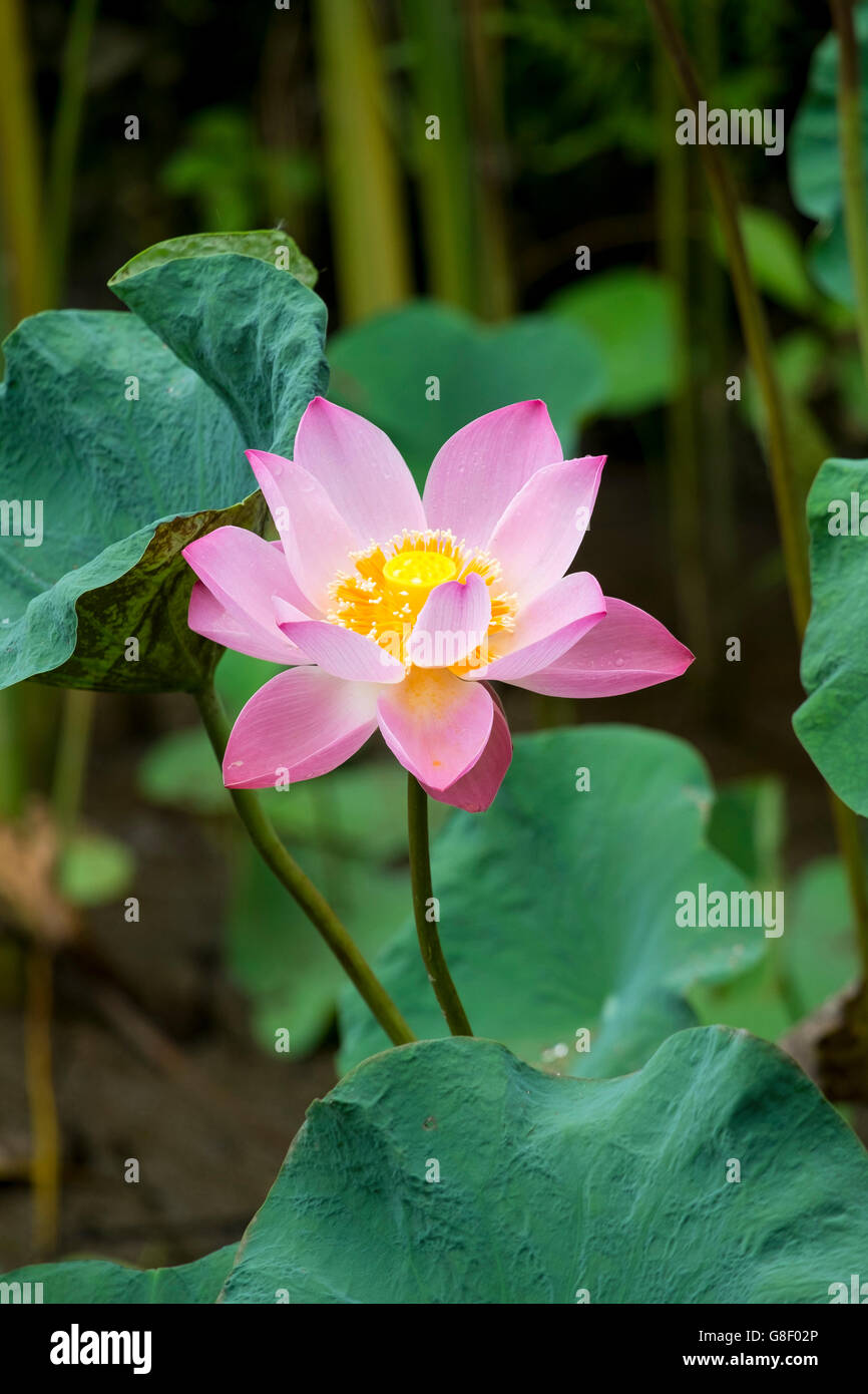 A pink lotus flower growing in an Asian garden Stock Photo Alamy