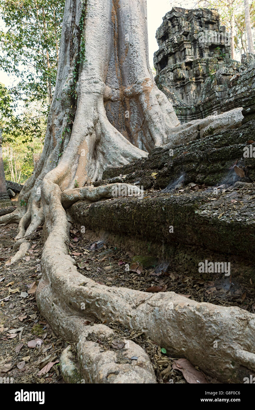 Asia, Cambodia, Siem Reap, Angkor, Ta Nei jungle temple, giant strangler fig tree Stock Photo