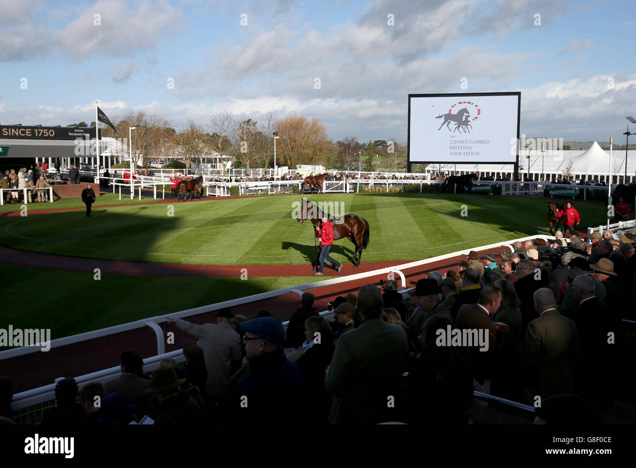 Horses are walked around the parade ring during day one of The Open at Cheltenham racecourse, Cheltenham. Stock Photo