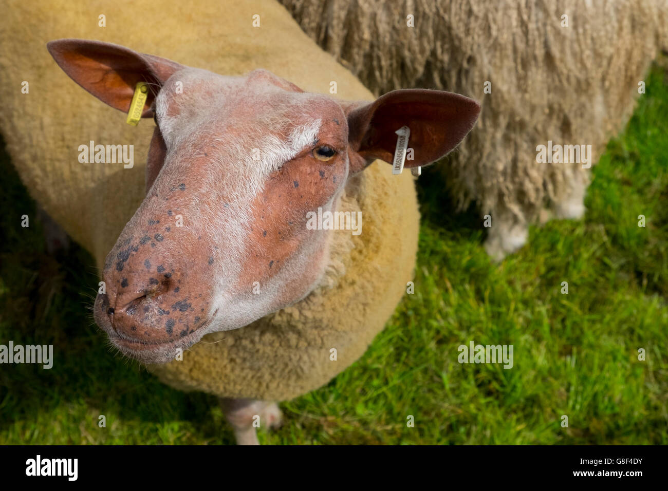 Bald Sheep in an Agricultural Show Stock Photo - Alamy