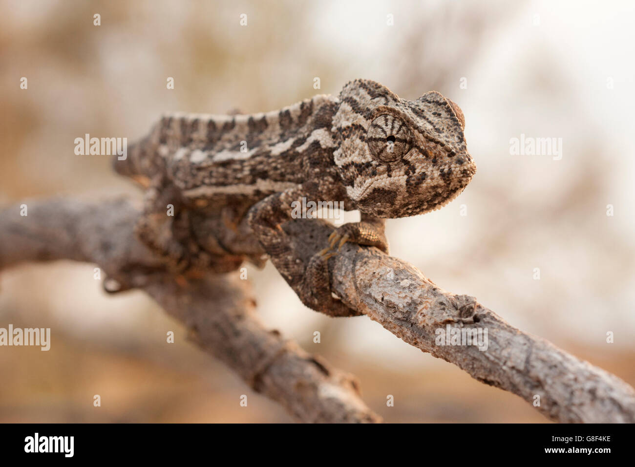 Chameleon on a branch in Spain Stock Photo