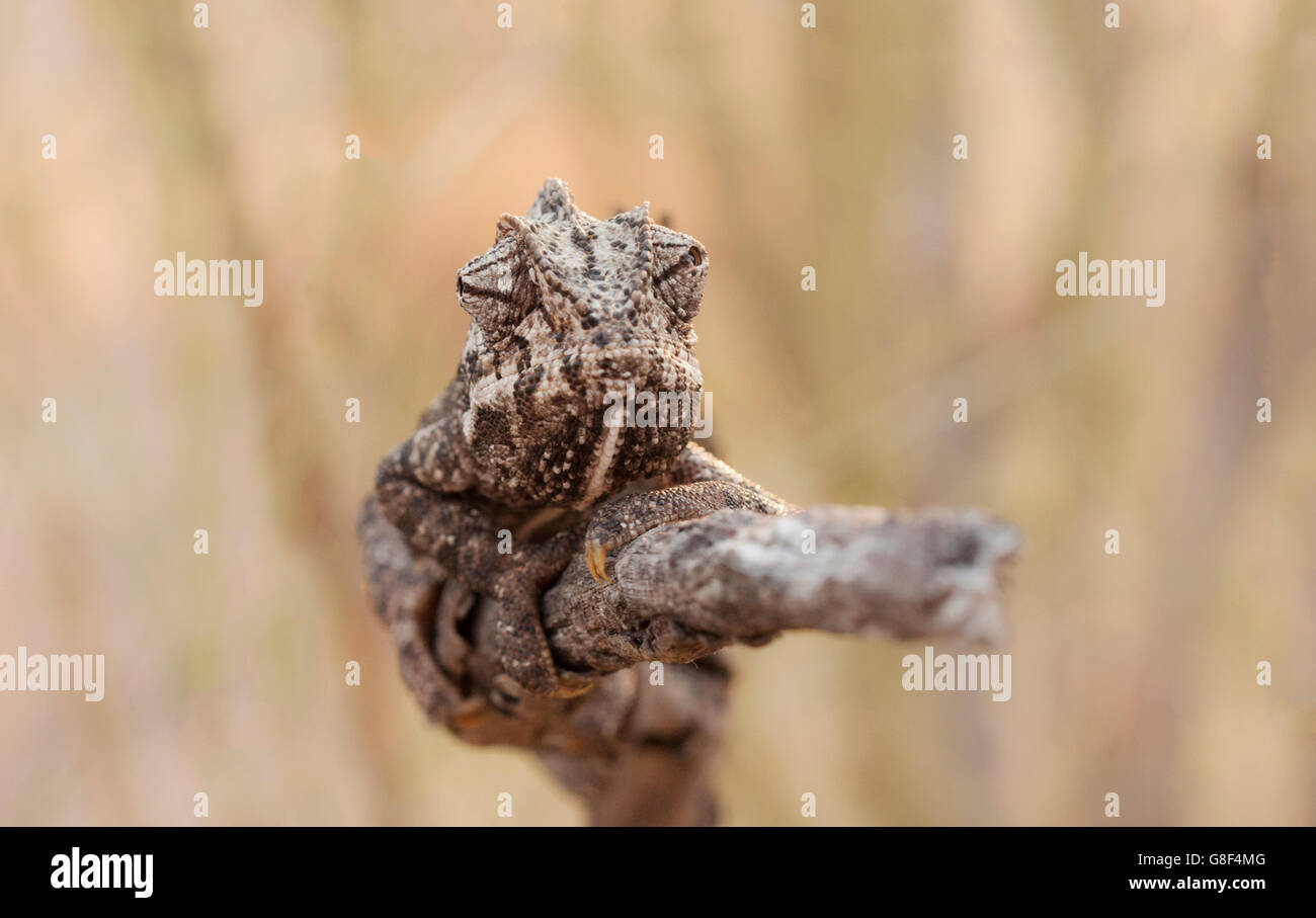 Chameleon on a branch in Spain Stock Photo