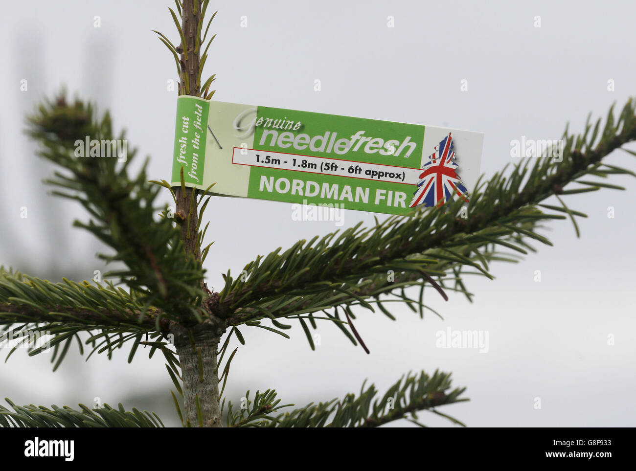 Waitrose Christmas trees Stock Photo Alamy