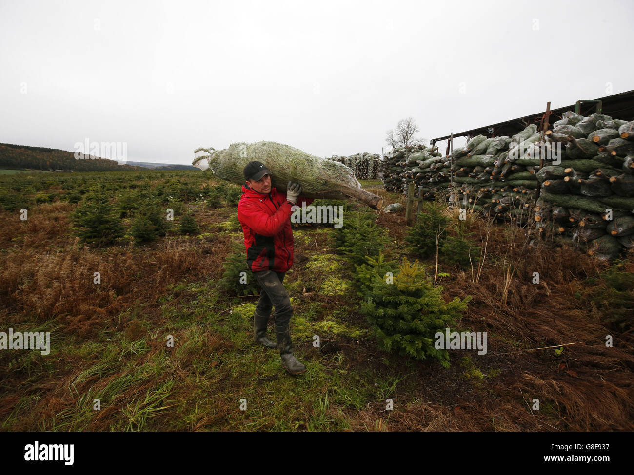 Waitrose Christmas trees Stock Photo Alamy