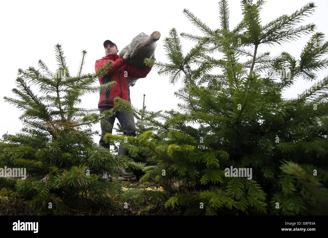 Waitroses hires stock photography and images Alamy
