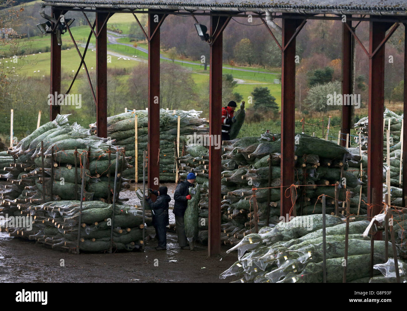 Waitrose Christmas trees Stock Photo Alamy